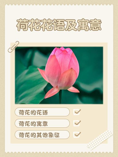 荷花的花语是什么，荷花的花语是什么意思-第3张图片-优品飞百科