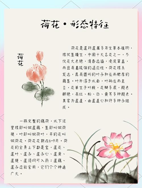 荷花的花语是什么，荷花的花语是什么意思-第4张图片-优品飞百科