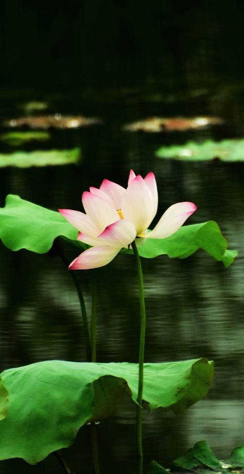 荷花的花语是什么，荷花的花语是什么意思-第5张图片-优品飞百科