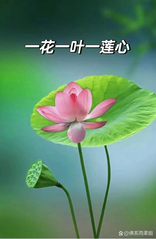 荷花的花语是什么，荷花的花语是什么意思-第7张图片-优品飞百科