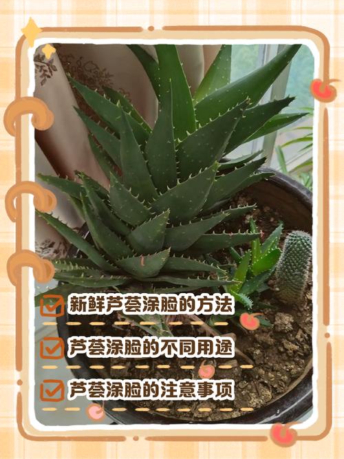 新鲜芦荟涂脸正确方法，新鲜芦荟涂脸正确方法芦荟可以作汤吗?芦荟可以食用吗？-第3张图片-优品飞百科