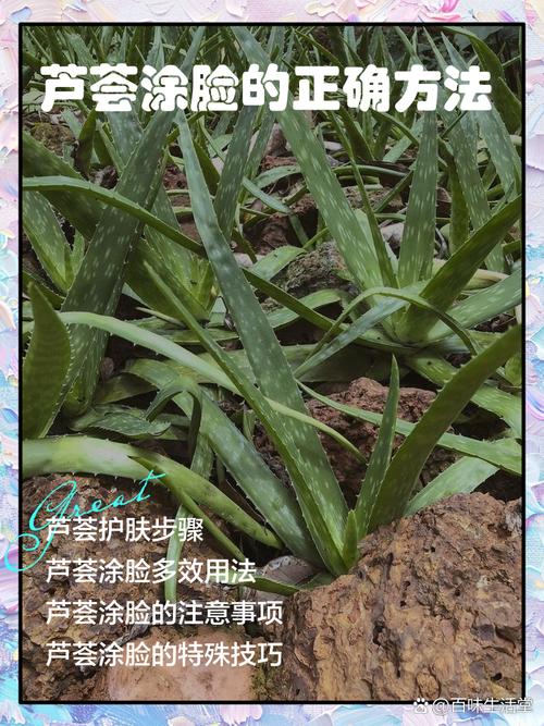 新鲜芦荟涂脸正确方法，新鲜芦荟涂脸正确方法芦荟可以作汤吗?芦荟可以食用吗？-第8张图片-优品飞百科