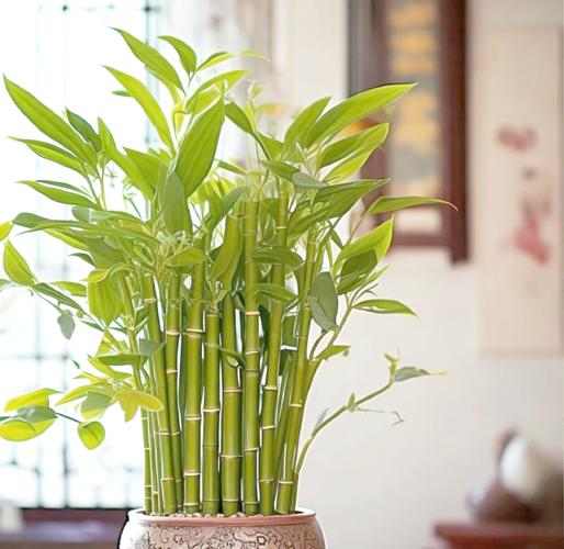 客厅放什么植物旺财，适合放客厅的大盆植物，客厅放什么盆栽旺财