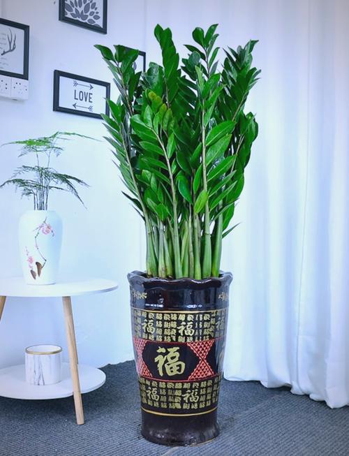 客厅放什么植物旺财，适合放客厅的大盆植物，客厅放什么盆栽旺财-第2张图片-优品飞百科