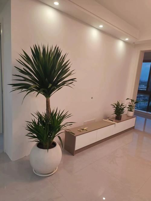 客厅放什么植物旺财，适合放客厅的大盆植物，客厅放什么盆栽旺财-第3张图片-优品飞百科