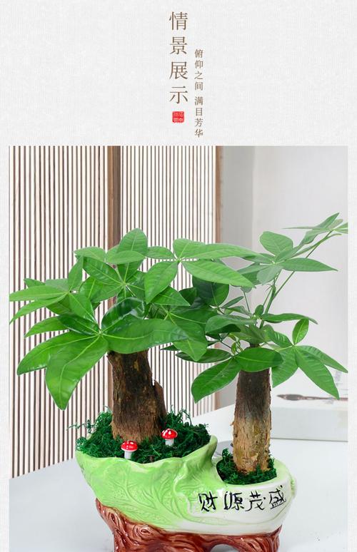 客厅放什么植物旺财，适合放客厅的大盆植物，客厅放什么盆栽旺财-第4张图片-优品飞百科