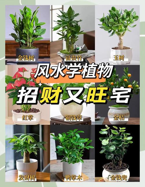 客厅放什么植物旺财，适合放客厅的大盆植物，客厅放什么盆栽旺财-第5张图片-优品飞百科