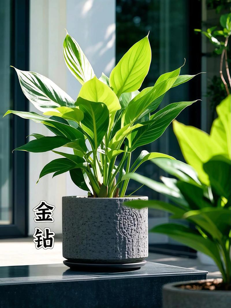 客厅放什么植物旺财，适合放客厅的大盆植物，客厅放什么盆栽旺财-第7张图片-优品飞百科