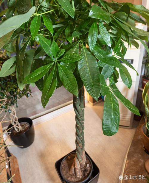 客厅放什么植物旺财，适合放客厅的大盆植物，客厅放什么盆栽旺财-第8张图片-优品飞百科