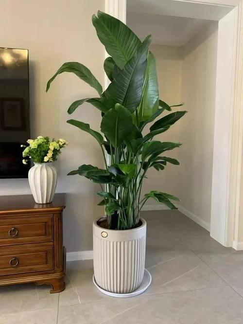 家里客厅养什么绿植好，家里客厅养什么花好呢？-第3张图片-优品飞百科