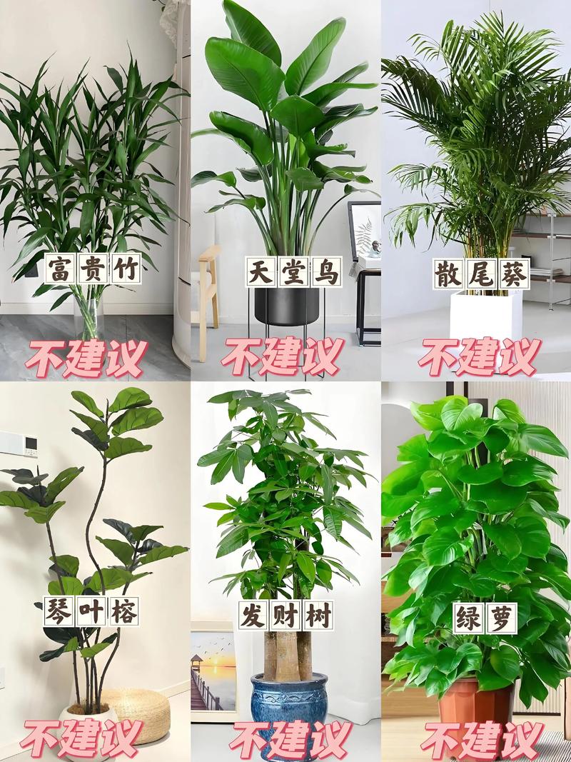 家里客厅养什么绿植好，家里客厅养什么花好呢？-第4张图片-优品飞百科