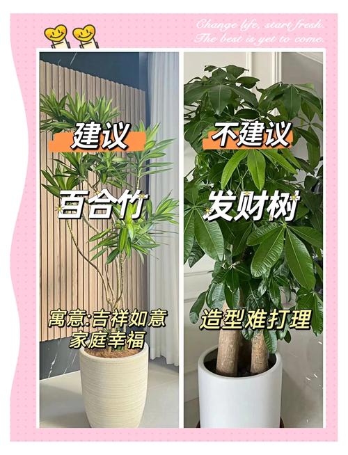 家里客厅养什么绿植好，家里客厅养什么花好呢？-第5张图片-优品飞百科