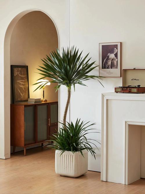 家里客厅养什么绿植好，家里客厅养什么花好呢？-第6张图片-优品飞百科