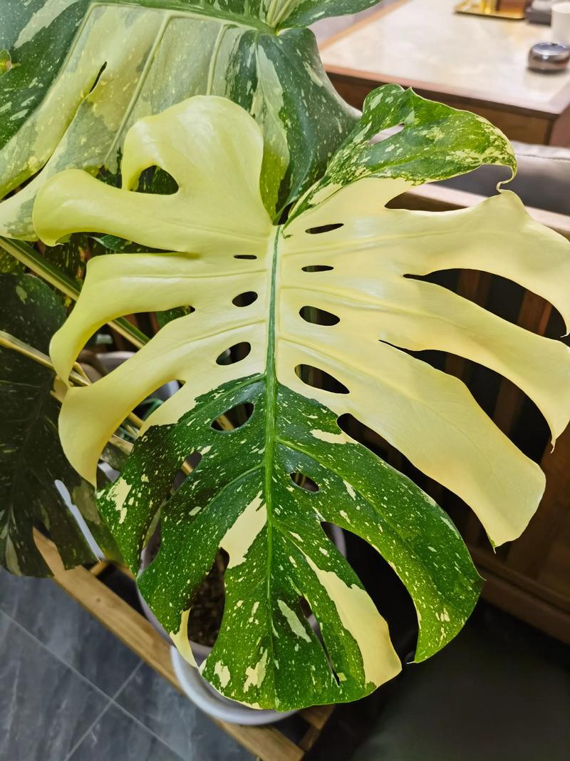 龟背竹的花语，风水作用是什么？龟背竹的花语和象征意义语意？-第1张图片-优品飞百科