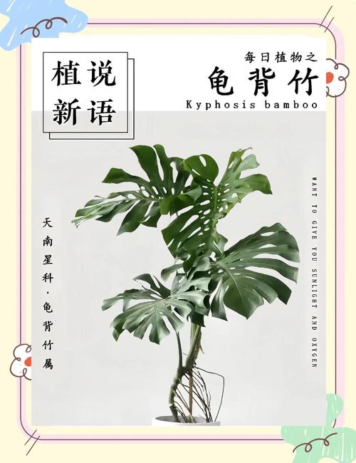 龟背竹的花语，风水作用是什么？龟背竹的花语和象征意义语意？-第3张图片-优品飞百科