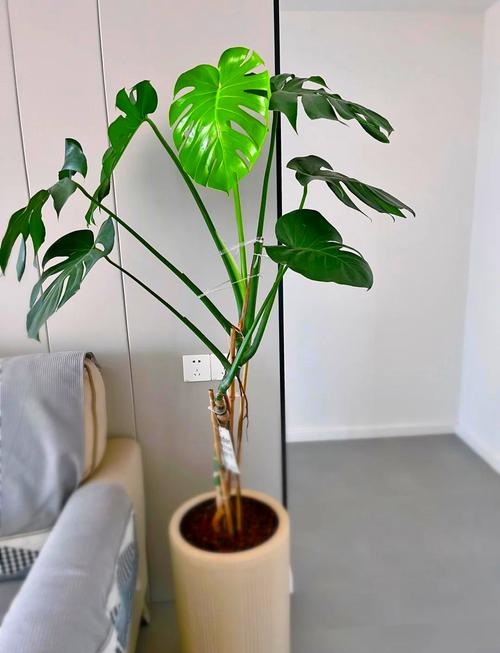 龟背竹的花语，风水作用是什么？龟背竹的花语和象征意义语意？-第4张图片-优品飞百科