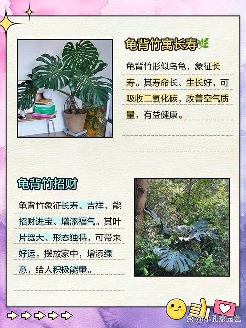 龟背竹的花语，风水作用是什么？龟背竹的花语和象征意义语意？-第5张图片-优品飞百科