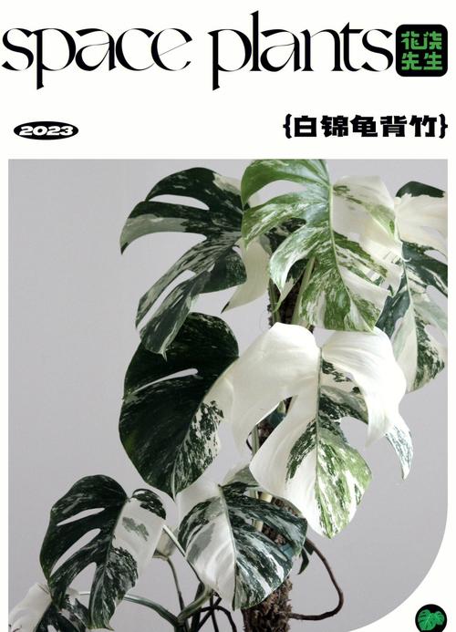 龟背竹的花语，风水作用是什么？龟背竹的花语和象征意义语意？-第6张图片-优品飞百科