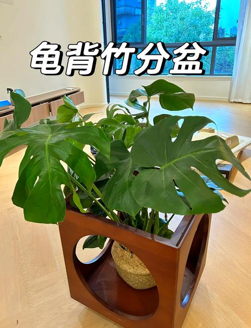 龟背竹的花语，风水作用是什么？龟背竹的花语和象征意义语意？-第7张图片-优品飞百科