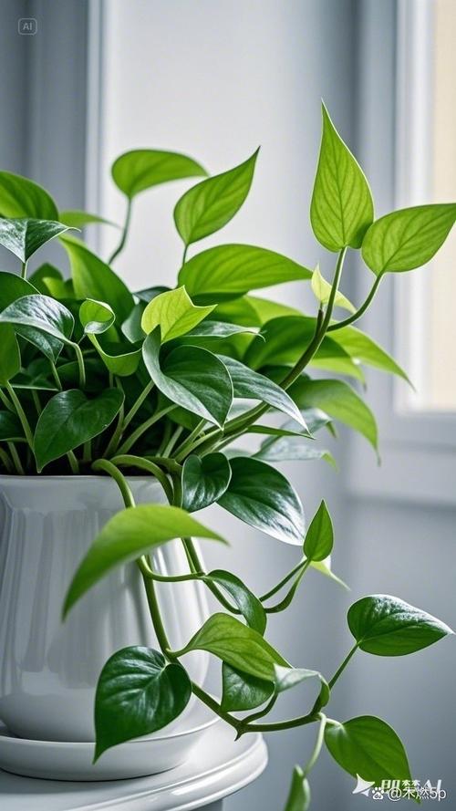 绿萝在卧室里养好吗，可以放厨房吗，绿萝可以在卧室里养吗,风水怎么样-第2张图片-优品飞百科