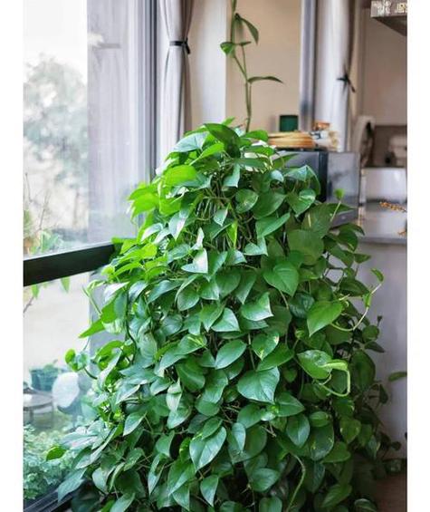 绿萝在卧室里养好吗，可以放厨房吗，绿萝可以在卧室里养吗,风水怎么样-第3张图片-优品飞百科