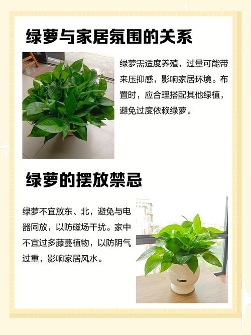 绿萝在卧室里养好吗，可以放厨房吗，绿萝可以在卧室里养吗,风水怎么样-第4张图片-优品飞百科