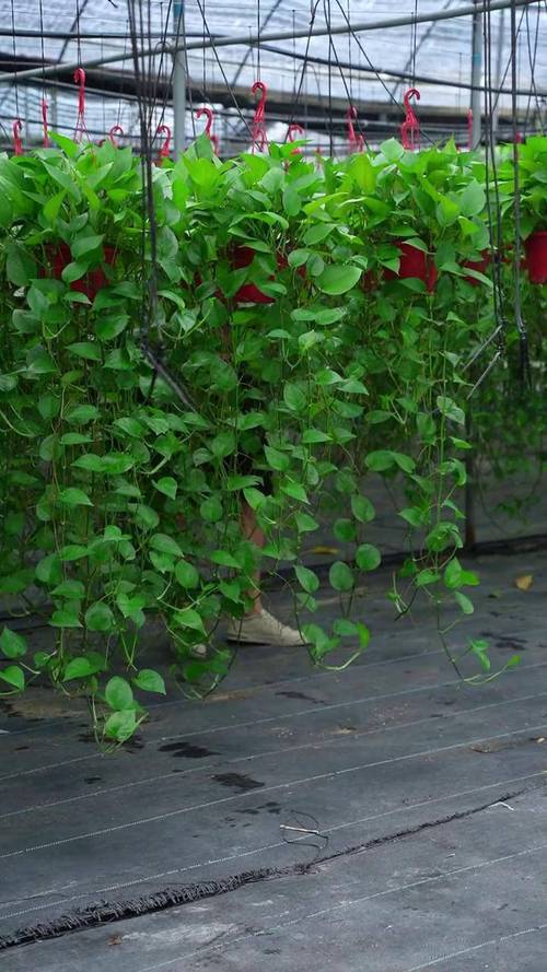 绿萝在卧室里养好吗，可以放厨房吗，绿萝可以在卧室里养吗,风水怎么样-第5张图片-优品飞百科