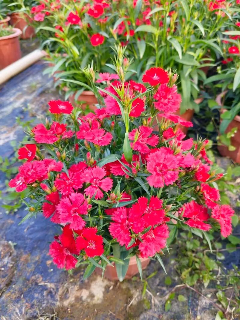 家里养石竹有什么作用，养石竹有什么好处？-第1张图片-优品飞百科