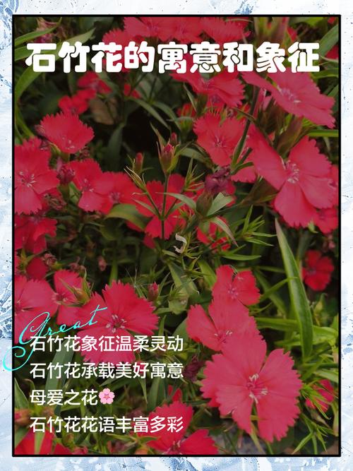 家里养石竹有什么作用，养石竹有什么好处？-第2张图片-优品飞百科