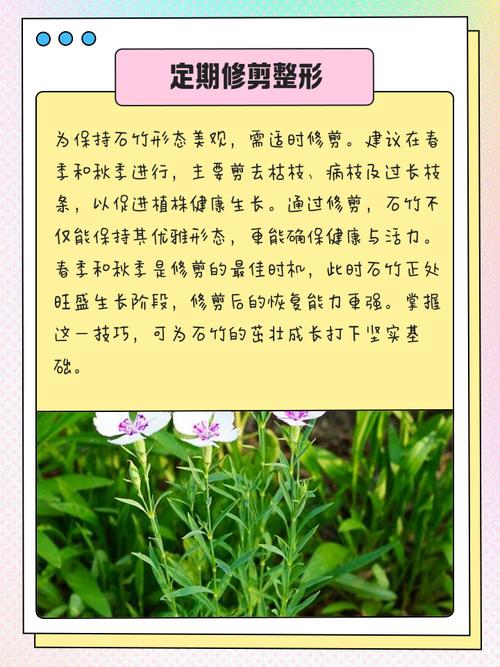 家里养石竹有什么作用，养石竹有什么好处？-第3张图片-优品飞百科