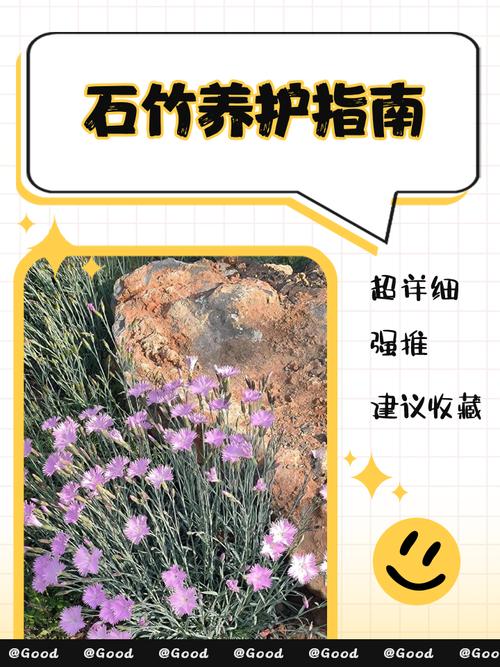 家里养石竹有什么作用，养石竹有什么好处？-第4张图片-优品飞百科