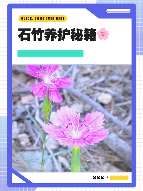 家里养石竹有什么作用，养石竹有什么好处？-第5张图片-优品飞百科