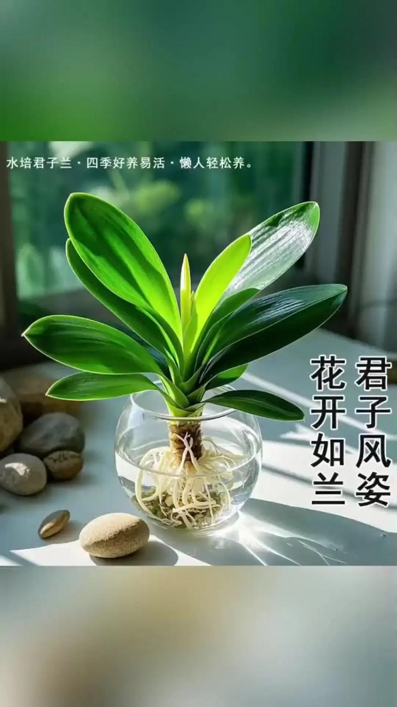 怎么养君子兰比较好？怎么样养植君子兰？-第1张图片-优品飞百科