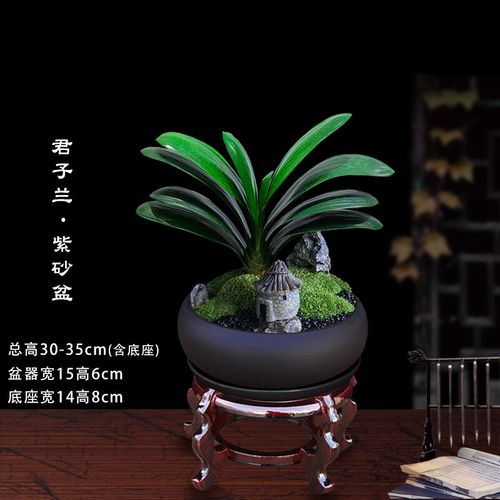 怎么养君子兰比较好？怎么样养植君子兰？-第3张图片-优品飞百科