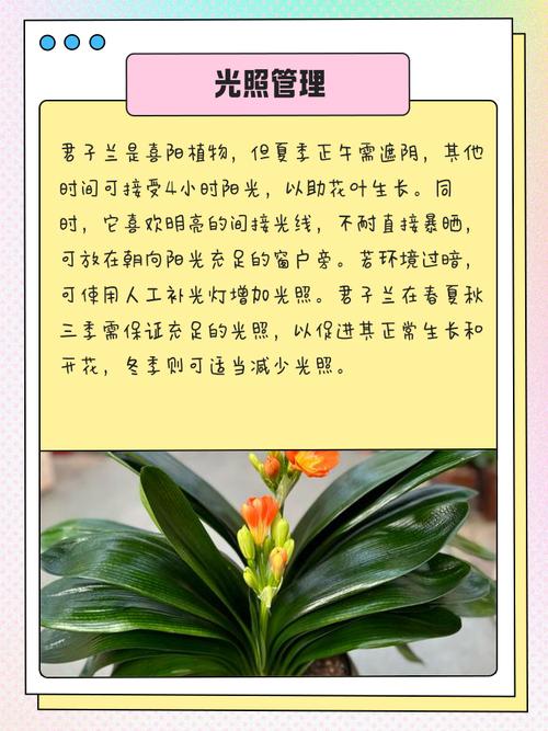 怎么养君子兰比较好？怎么样养植君子兰？-第4张图片-优品飞百科