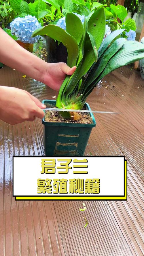 怎么养君子兰比较好？怎么样养植君子兰？-第5张图片-优品飞百科