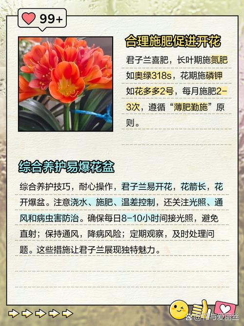 怎么养君子兰比较好？怎么样养植君子兰？-第6张图片-优品飞百科