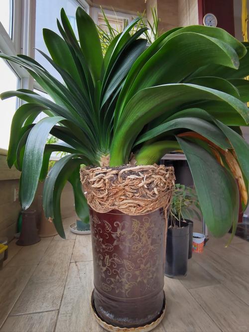 怎么养君子兰比较好？怎么样养植君子兰？-第7张图片-优品飞百科