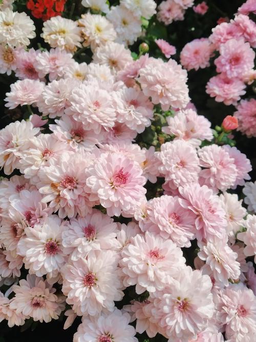 多头菊什么时候开花（花期介绍），多头菊夏天怎么养