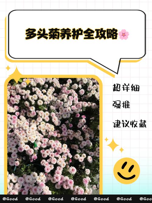 多头菊什么时候开花（花期介绍），多头菊夏天怎么养-第2张图片-优品飞百科