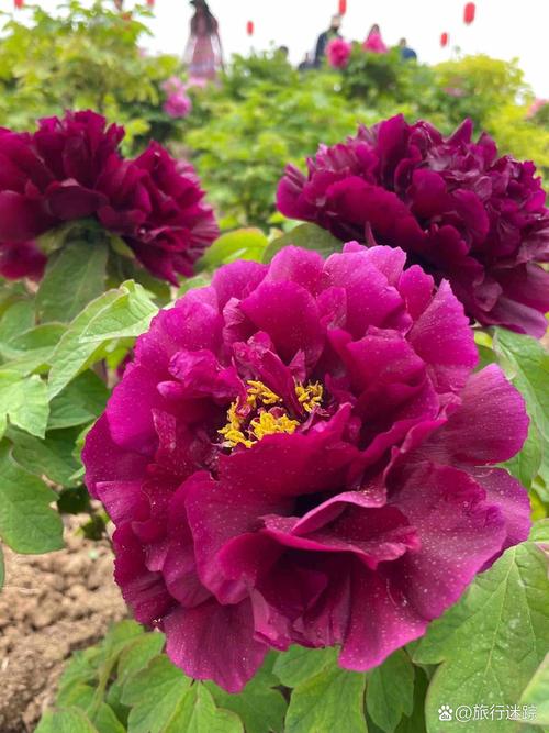 邯郸适合养什么花，市花和市树是什么？邯郸哪里的花好看？