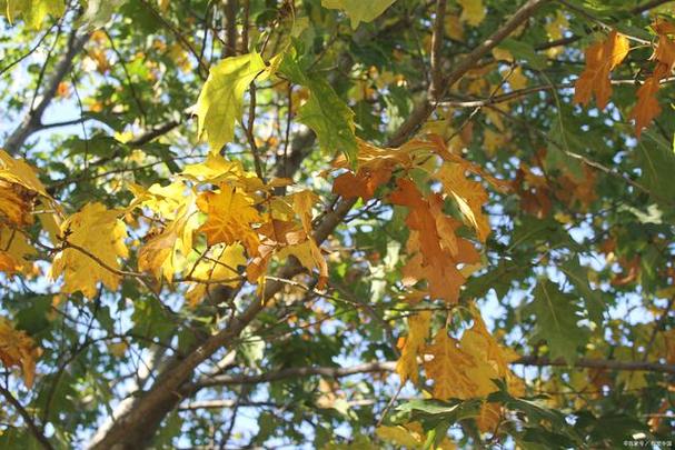 邯郸适合养什么花，市花和市树是什么？邯郸哪里的花好看？-第2张图片-优品飞百科