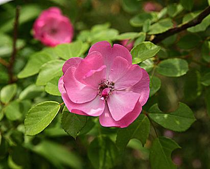 邯郸适合养什么花，市花和市树是什么？邯郸哪里的花好看？-第3张图片-优品飞百科