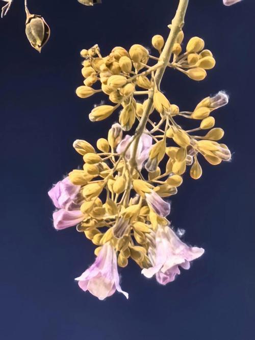 邯郸适合养什么花，市花和市树是什么？邯郸哪里的花好看？-第5张图片-优品飞百科