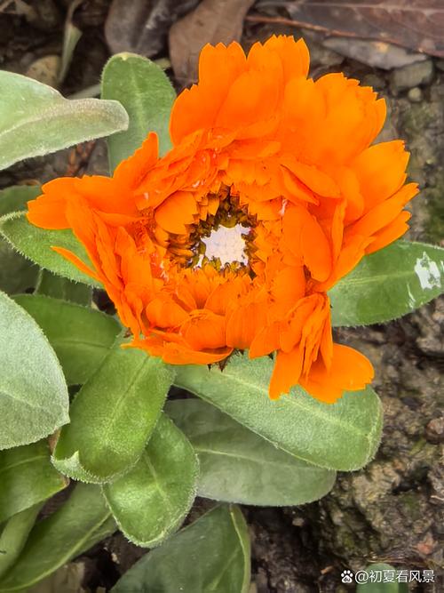 金盏菊什么时候开花，金盏菊什么时候开花?-第1张图片-优品飞百科