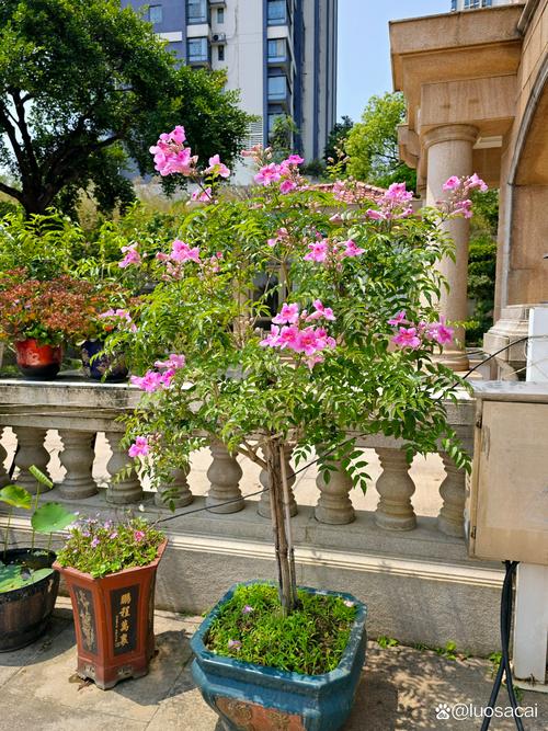 拉萨适合养什么花，市花和市树是什么，在拉萨适合养什么花？-第1张图片-优品飞百科