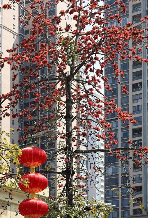 拉萨适合养什么花，市花和市树是什么，在拉萨适合养什么花？-第2张图片-优品飞百科