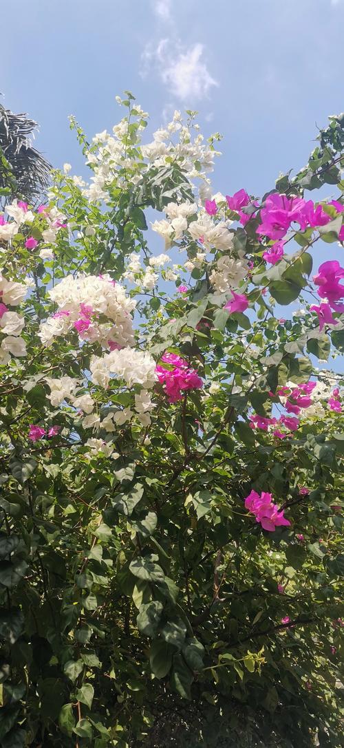 拉萨适合养什么花，市花和市树是什么，在拉萨适合养什么花？-第3张图片-优品飞百科