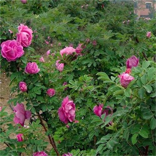 拉萨适合养什么花，市花和市树是什么，在拉萨适合养什么花？-第4张图片-优品飞百科