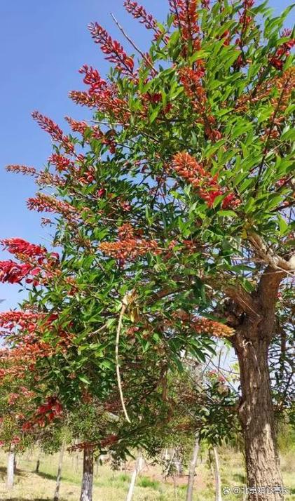 拉萨适合养什么花，市花和市树是什么，在拉萨适合养什么花？-第5张图片-优品飞百科